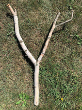 White Birch Bird Perch, Approximately 36 Inches High