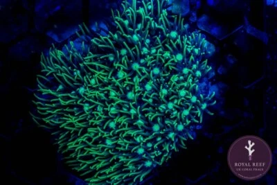 Mint Green GSP Coral Frag (Soft Coral) not LPS SPS Hammer Torch Zoa