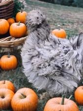 Silkie Hatching Eggs All Fether Types Possible Showgirl Nn