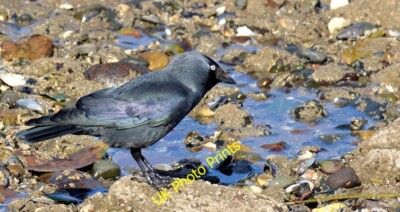 Photo 6x4 Saltwater jackdaw, Holywood (March 2015) Cultra A jackdaw, paus c2015