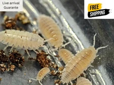 20-Count Dwarf White Isopods | Feeder Cleanup Crew | Live Arrival Guarante