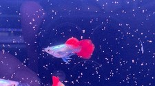 2 Pairs Dumbo Short Body Guppy   Vibrant Aquarium Fish   Overnight Ship