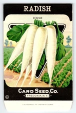 Icicle Radish 1920's Card Seed Co Packet EMPTY Vintage Fredonia New York NY