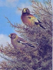 Owen Gromme Evening Grosbeaks - Birds Artist's Proof on Paper