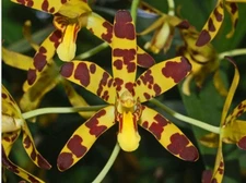 ansellia africana Orchid Species 4” Pot - Fragrant