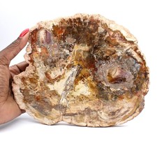 Large Tranche de Bois Pétrifié - Collection Majunga 940gr 200mm Madagascar