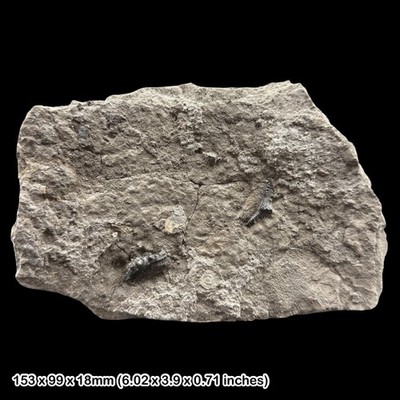 Rare Hybodus delabechei Shark Tooth Fossil Jurassic Lyme Regis Dorset UK Lower