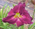 Daylily Plant - Butterflies In the Breeze