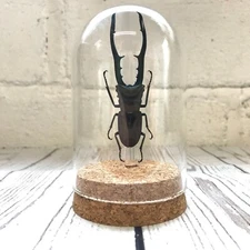 Golden Metallic Stag Beetle (Cyclommatus metallifer) Glass Bell Cloche Dome Jar