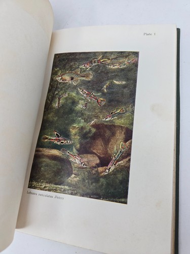 Tropical Fish for the Home by F.H. Stoye Empire Tropicals HC c.1930s Aquarium - Picture 11 of 11