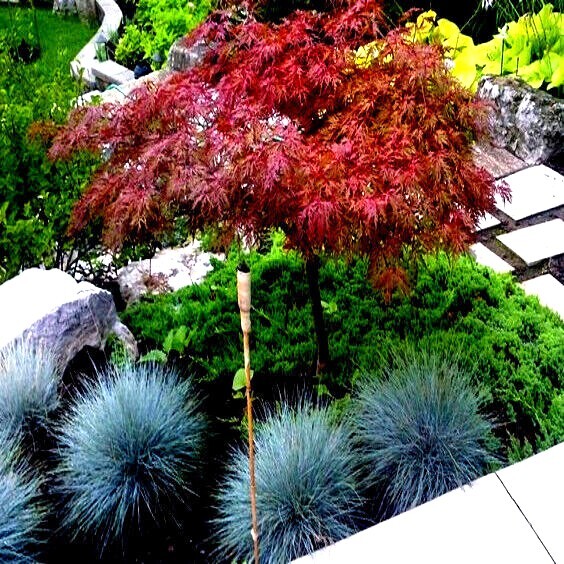 5 DWARF Japanese Red Linear Leaf Maple Tree Seeds Acer