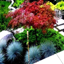 5 DWARF Japanese Red Linear Leaf Maple Tree Seeds Acer Scolopendrifolium Bonsai