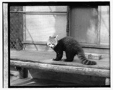 Photo:Panda,Animal,1922