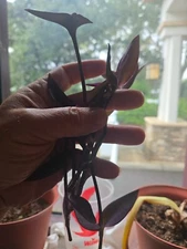 5+ Purple Heart Wandering Jew Cutting Tradescantia Pallida Purpurea Live Plant