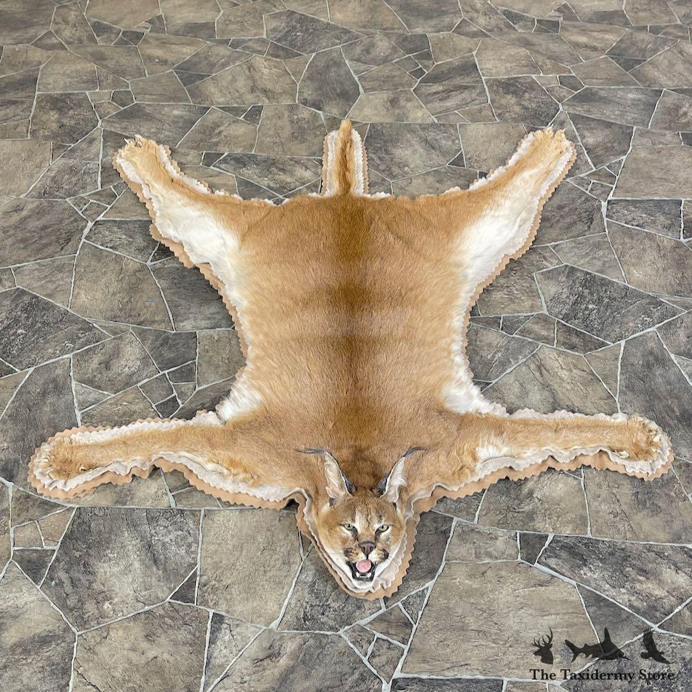 25595 WC African Caracal Life-Size Taxidermy Mount For Sale