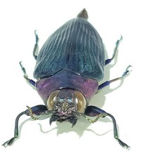 Buprestidae for collectors | rare Jewel Beetles