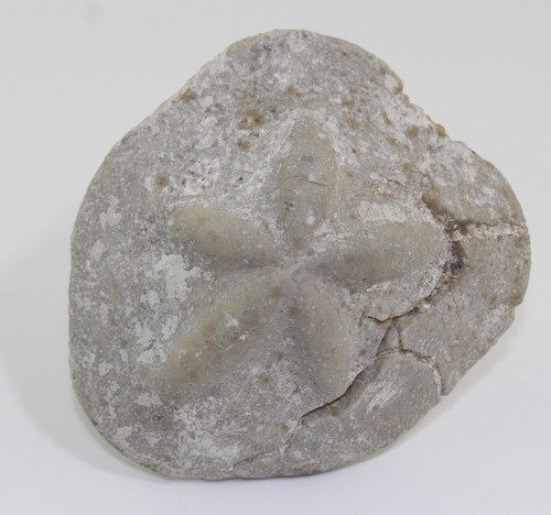 Seeigel, Clypeaster scillae, Tertiär, Miozän, Retznei, Österreich -b270 - Picture 1 of 6