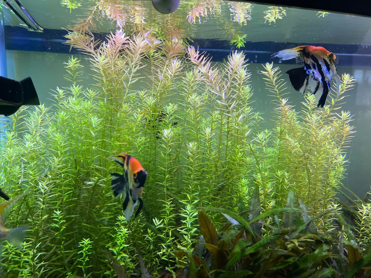 Ebay Aquarium Plants