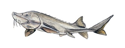 #ad #ad Sturgeon HD Printed Vinyl Decal Wall Auto Truck SUV Car Sticker $6.95