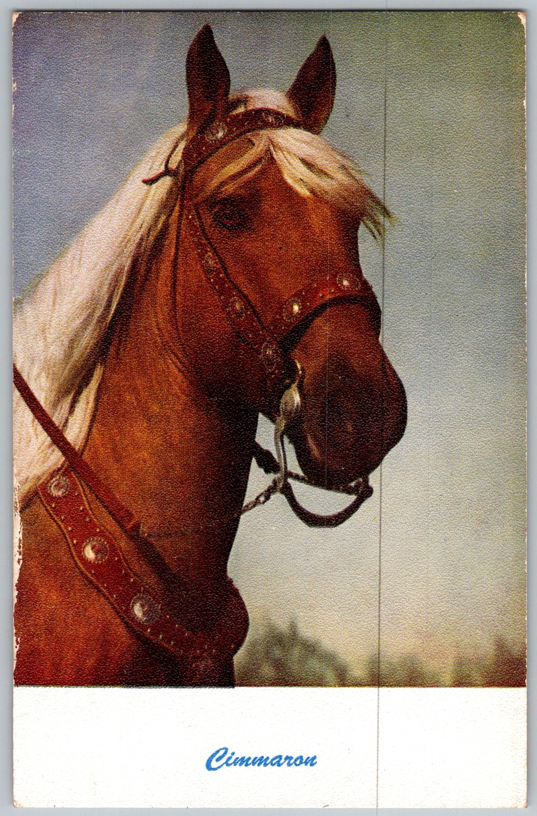 Vtg Postcard Cimmaron Horse Portrait 1950s