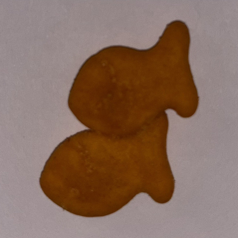 Rare perfectly aligned “school of fish” double goldfish pair *flavor blasted*