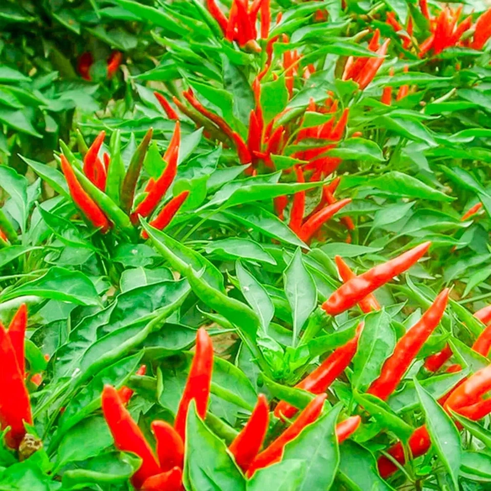 THAI HOT PEPPER Bird CHILI SEEDS 50+ VERY FRESH Non-GMO Capsicum frutescens FAST - Image 4 of 4