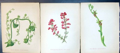 Original Old Antique Print Black Bryony Fine-Leaved Heath Fly Orchis