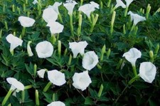 Moonflower Seeds WHITE Fragrant Bush Organic Moon flower Datura Angel Trumpet