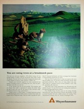 Original Vintage Print Ad: Pacific Martens on a Weyerhaeuser tree Farm