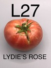 graine / seed tomate taille moyenne variété LYDIE’S ROSE