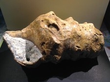 Campanile Lachesis Giant snail head , BULGARIA
