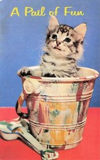 Antique Cat Illustration Fancy Kitten Sentimental Animal Cats Vtg Postcard I64