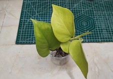 Epipremnum Aureum Neon Pothos 1x rooted cutting 3+ leaf cuttings House Plant 