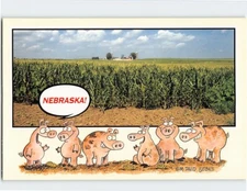 Postcard Corn Field & Pigs Comic Art Print Nebraska USA