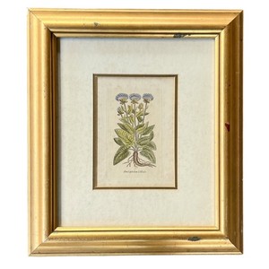 Antique Hand-Colored Botanical Engraving – Thistle Flower Plant - 1780s - Framed