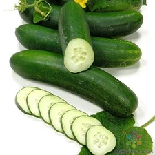25+ Talladega Cucumber Seeds for Garden Planting - USA - FREE SHIPPING!