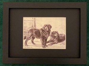 Tibetan Terrier MATTED | FRAMED | READY TO GIFT - 1986 Vintage Dog Art Print