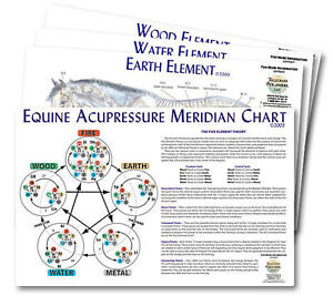 Equine Acupressure Meridian Chart