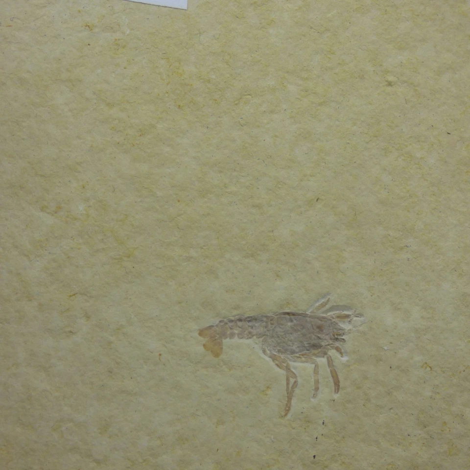 Fósil Jurásico Langosta Glifaea Crustáceo Solnhofen Baviera Alemania + soporte - Imagen 3 de 4