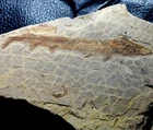 Holosteus mariae - Big, very rare predatory fossil fish