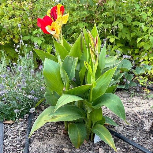 Canna 'Cleopatra', gelb-rot, Topf-Ø 17 cm - Bild 8 von 12