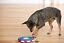 thumbnail 5  - Nina Ottosson Dog Twister Dog Puzzle Puppies Smart Interactive Treat Games toy 