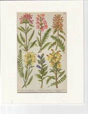 FLOWER LITHOGRAPH PRINT: 1914- Alpenflora fur Alpenwanderer und Pflanzenfreunde