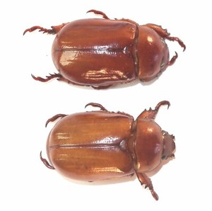 標本 Brazil Pelidnota cyanitarsis 20mm 標本 Brazil Pelidnota cyanitarsis 20mm 3.4