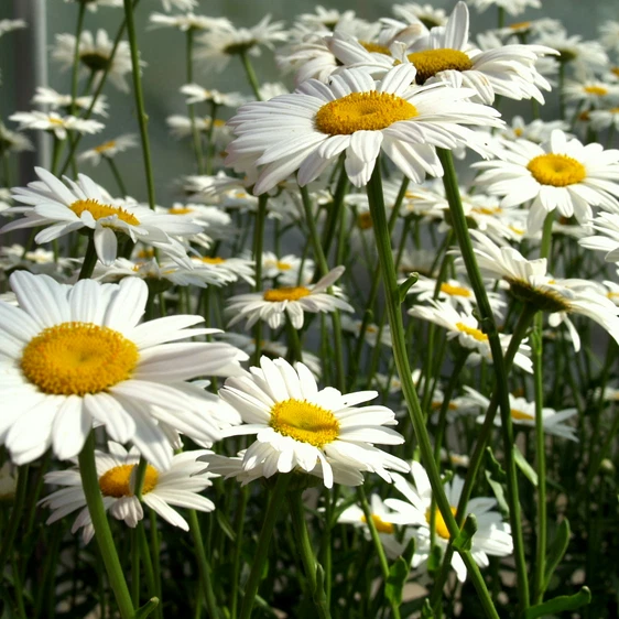 Shasta Daisy Seeds | Heirloom / Non-GMO | Free Shipping | Flower Seeds | 1178 - Image 2 of 2