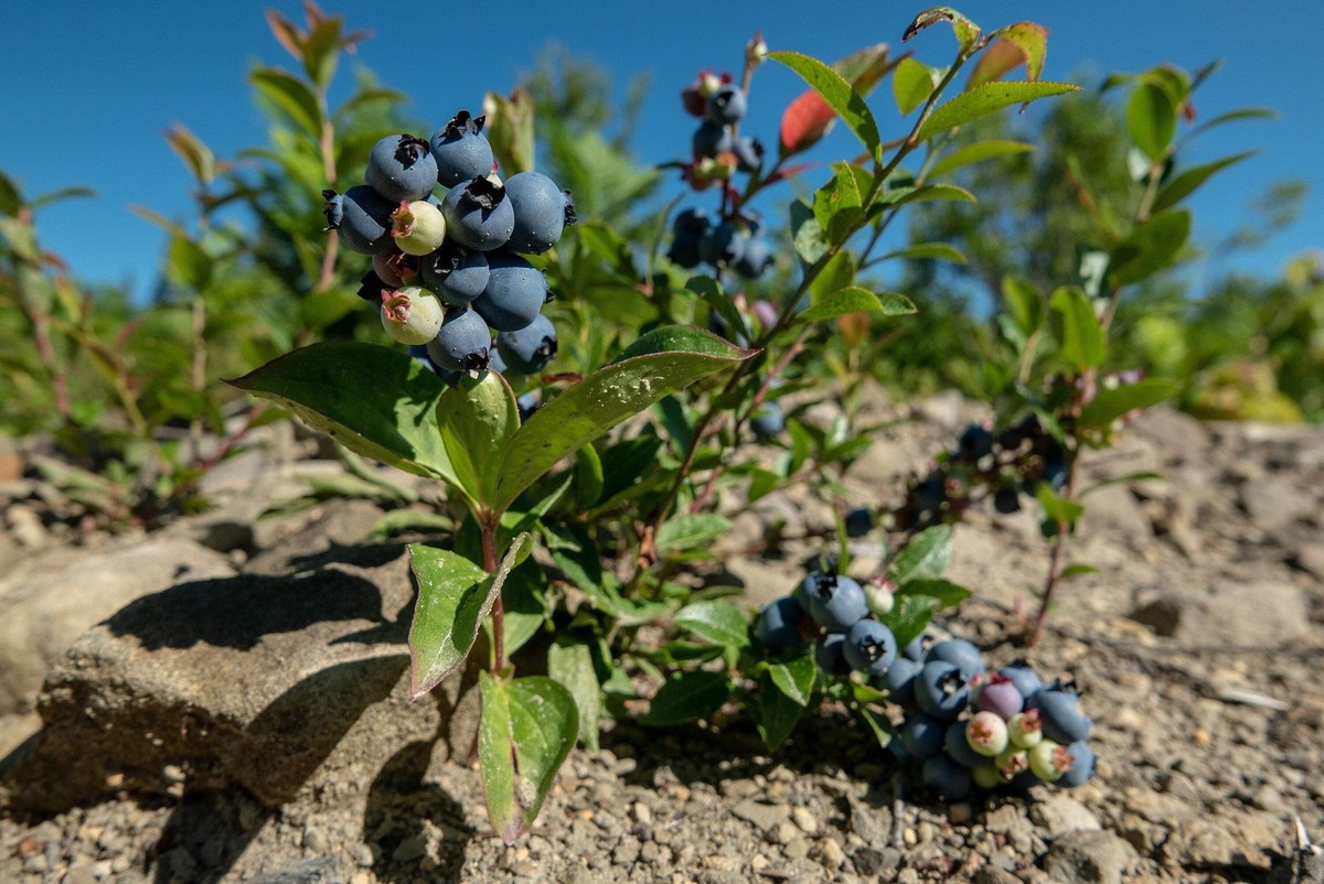 50 LOWBUSH BLUEBERRY Vaccinium Angustifolium Blue Berry Fruit