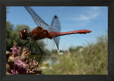 Colorful winged magic Dra Framed Wall Art Poster Canvas Print Picture