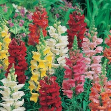 Antirrhinum - Snap Dragon Plug Plants - 12 Plugs Mixed Colours - Rust Resistant