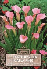 Zantedeschia 'Pink' Calla Lily Summer Flowering Bulb/Tuber 