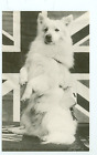 Dog-American Eskimo-United Kingdom Flag-Red Cross Bag-B/W-1987-Repo(Dog-92* )